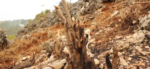 Deforestation for charcoal