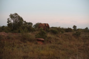 Elephant on the side of the road Samburu