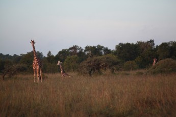 Giraffes on the side of the road