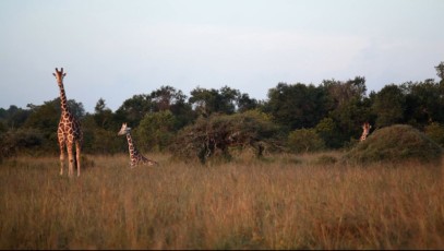 Giraffes on the side of the road - Samburu