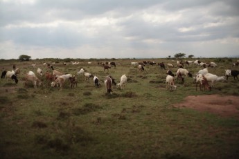 Livestock grazing the land - Samburu