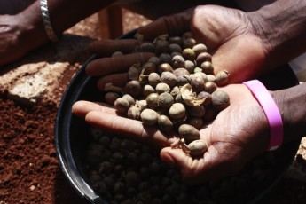 Maya Nut seeds to be planted in nursery