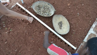 Planting Maya Nut in nursery