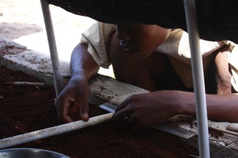 Planting Maya Nut seeds in nursery (2)