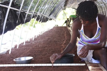 Planting Maya Nut seeds in nursery (3)
