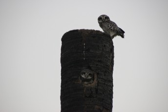 Wildlife coming back, Owls in Sadhana Forest