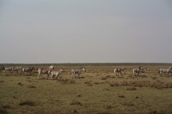 Zebras next to Sadhana Forest Kenya Land