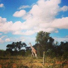 Giraffe on the way