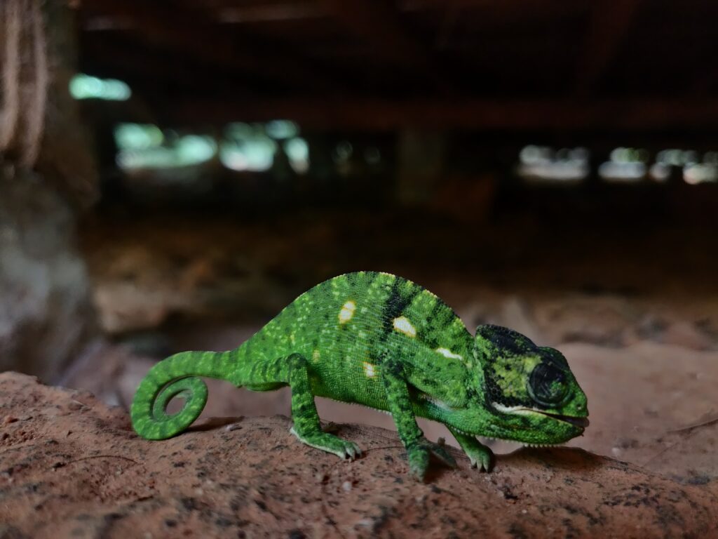 Indian Chameleon - Chamaeleo zeylanicusPhoto taken by a volunteer at Sadhana Forest, Auroville.
