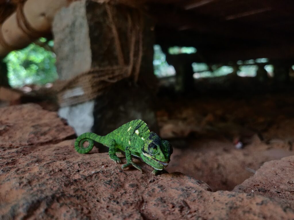 Indian Chameleon - Chamaeleo zeylanicusPhoto taken by a volunteer at Sadhana Forest, Auroville.
