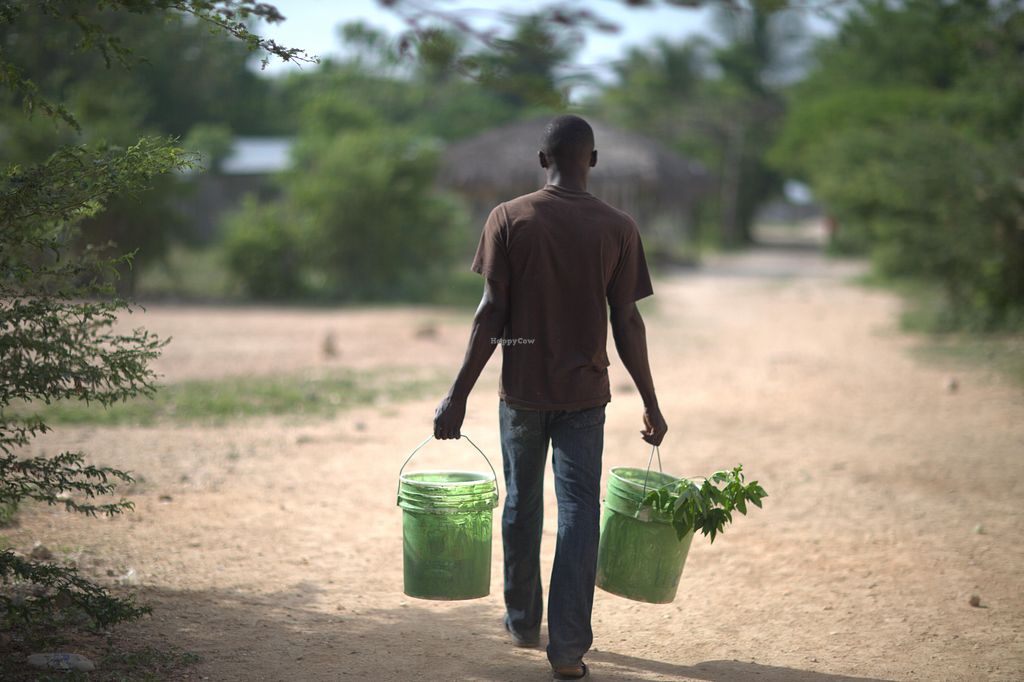 Haitian carrying saplings in buckets