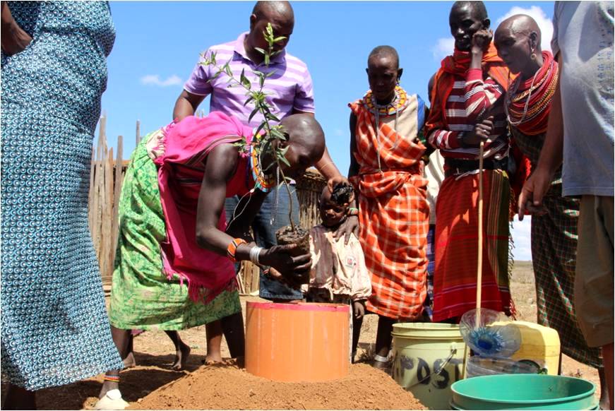 Samburu planting a tree inside a mound in Kenya