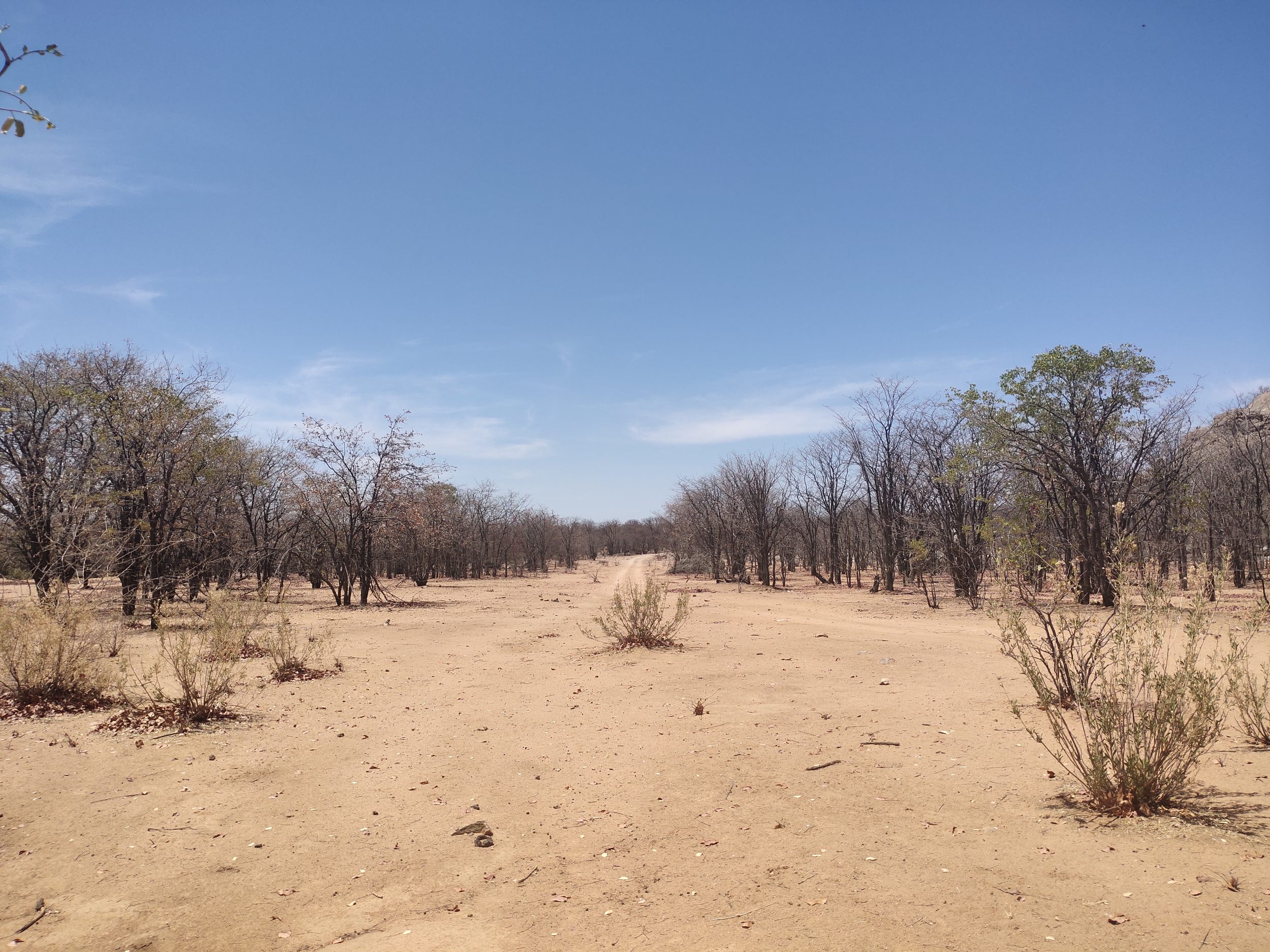 Barren landscape with sandy road and leafless trees