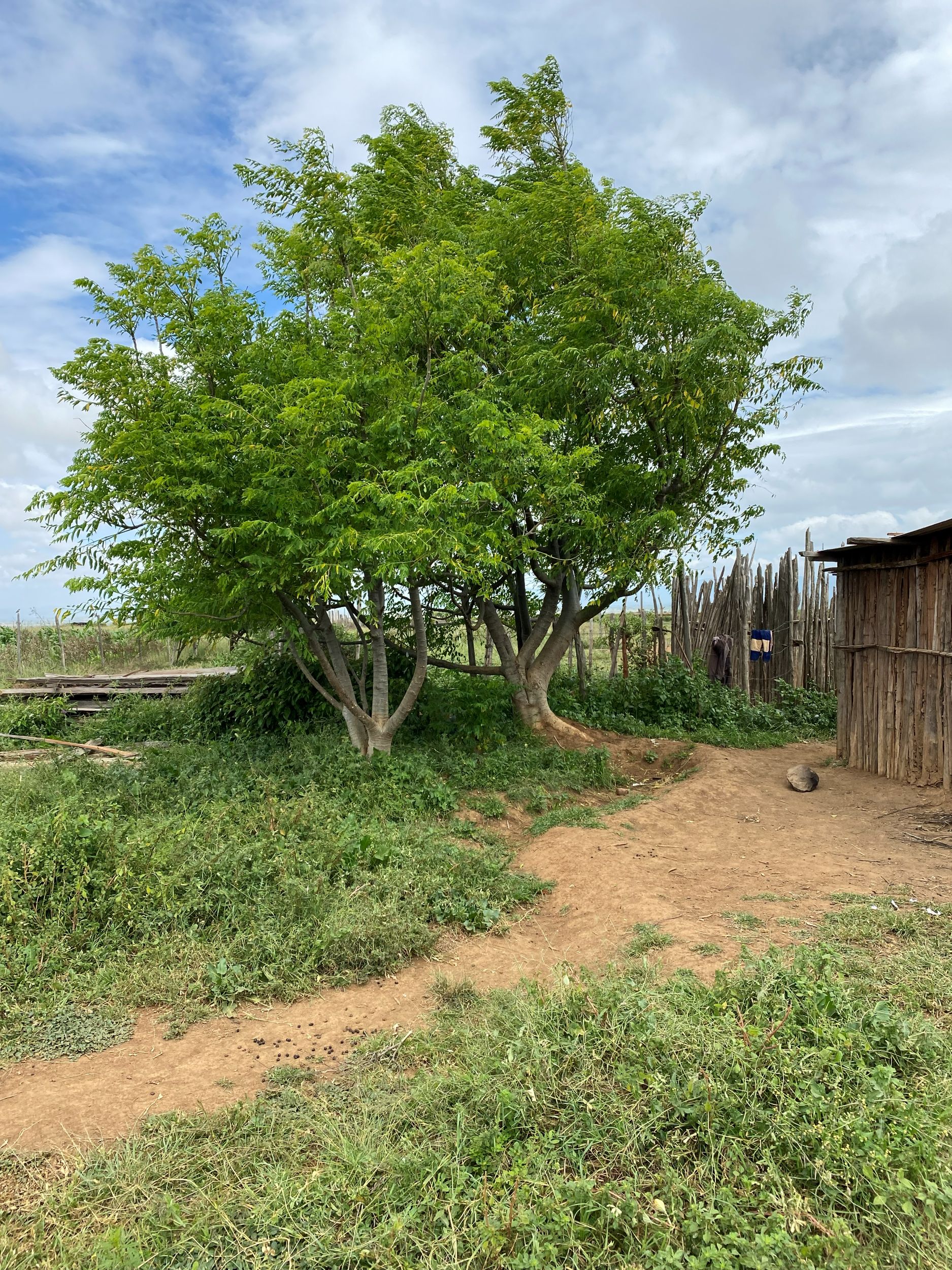 Two big moringa trees inside a manyatta